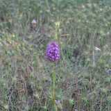 Lungo il sentiero notiamo graziose orchidee selvatiche di colore rosa...